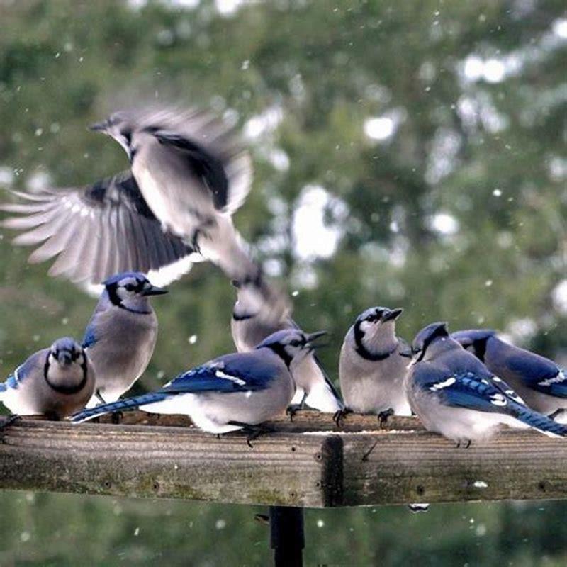 How do you attract Grey Jays?