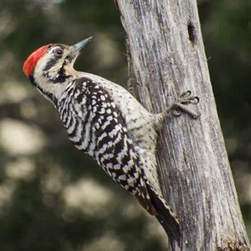 How do you attract ladder-backed woodpeckers?