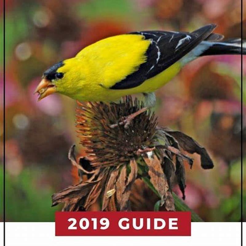 How do you attract rare garden birds?