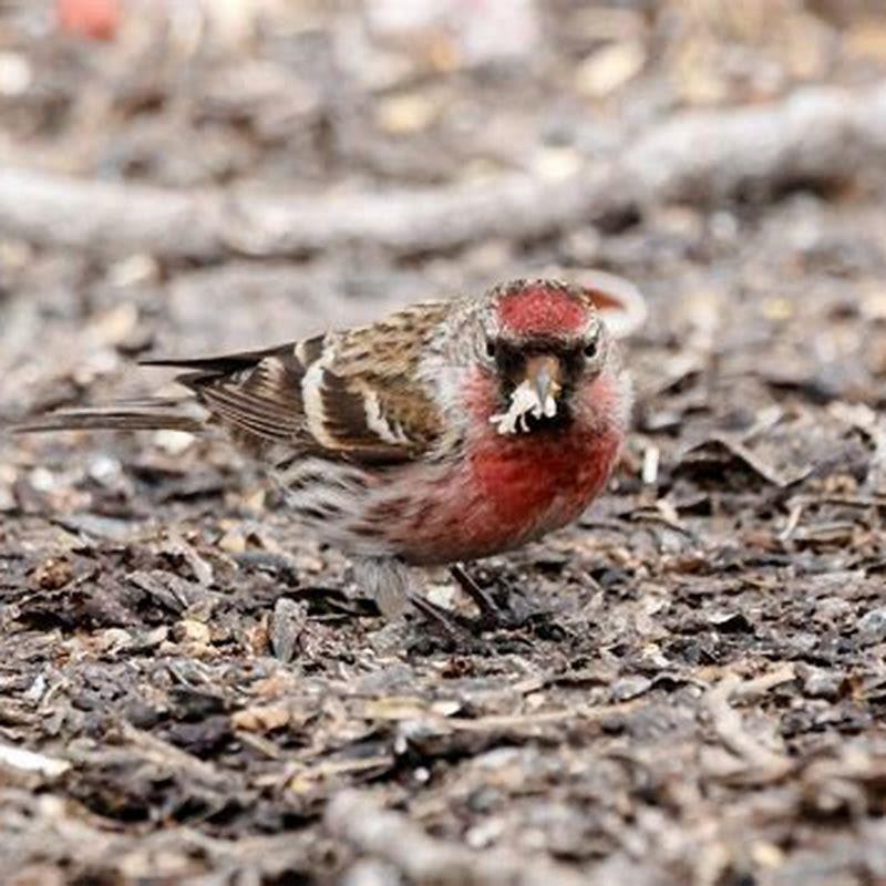How do you attract redpolls?