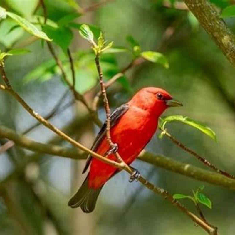 How do you attract scarlet tanagers to your yard? DIY Seattle