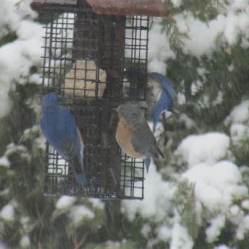 How do you attract Snow Buntings?