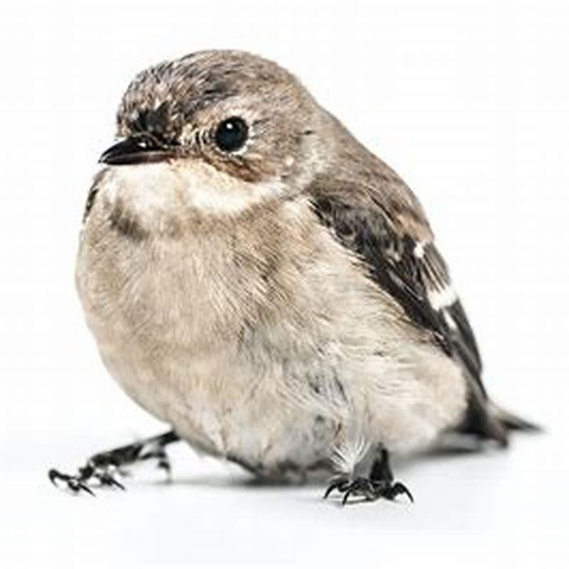 How do you catch a bird in your house?