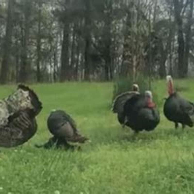 How do you catch birds with bare hands?
