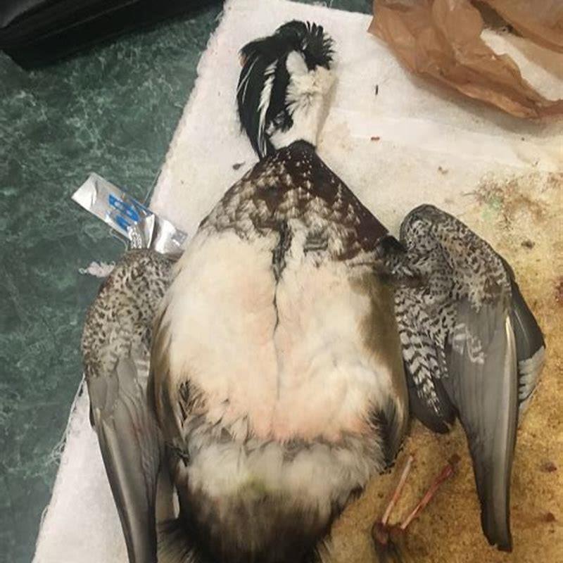 How do you clean old taxidermy birds?