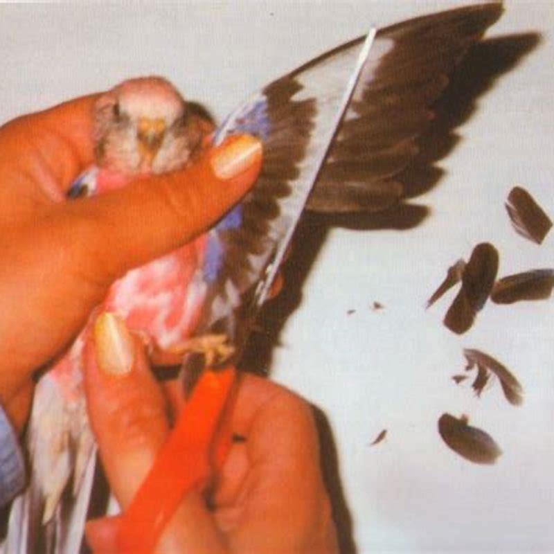 How do you clip a bird’s wings?