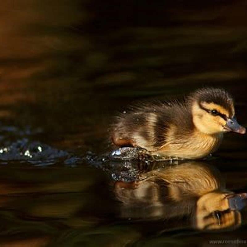 how-do-you-convince-a-baby-bird-to-eat-diy-seattle