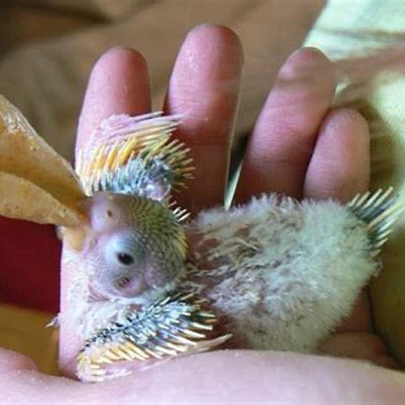 How do you empty a budgies crop?