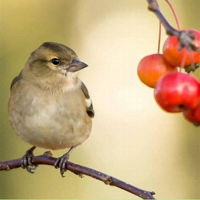 How do you encourage birds to nest?
