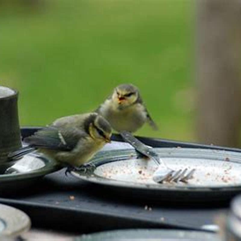 how-do-you-get-a-baby-bird-to-eat-diy-seattle