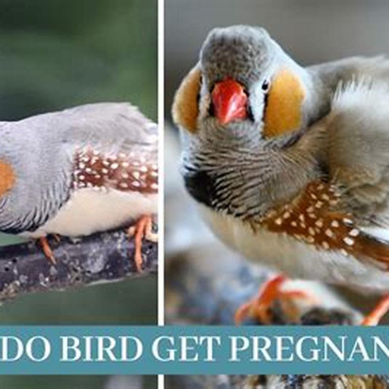 How do you get a bird out?