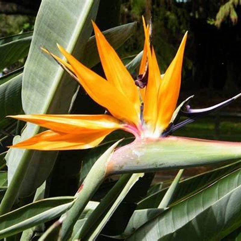 How do you get birds of paradise to bloom?