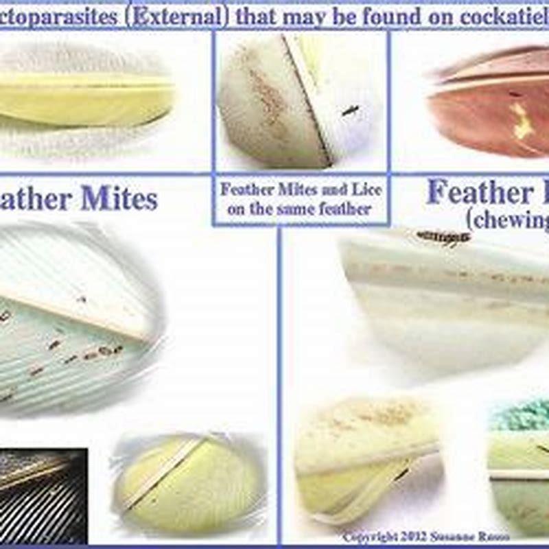 How Do You Get Rid Of Feather Mites On Birds Diy Seattle