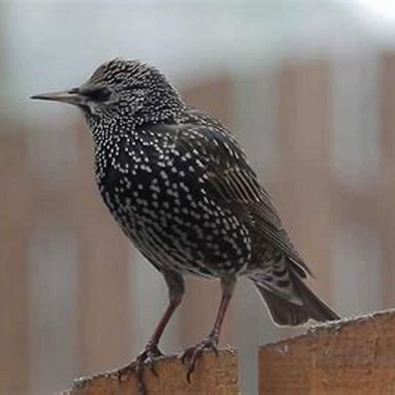 How do you get rid of starling nests?