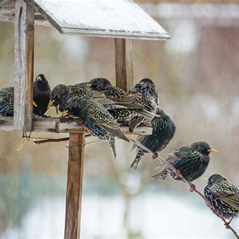 How do you get rid of starlings and keep birds? - DIY Seattle