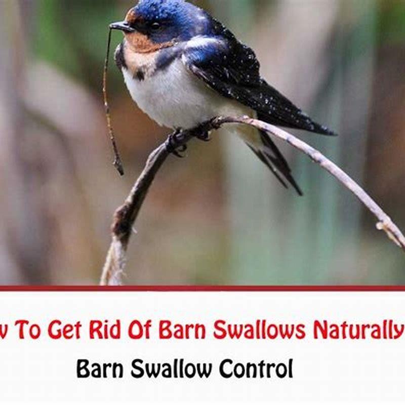 how-do-you-get-rid-of-swallow-birds-diy-seattle