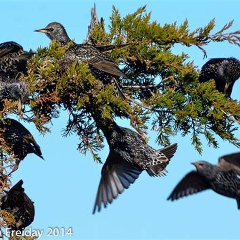 how-to-get-rid-of-bird-mites-in-your-house-the-pest-dude