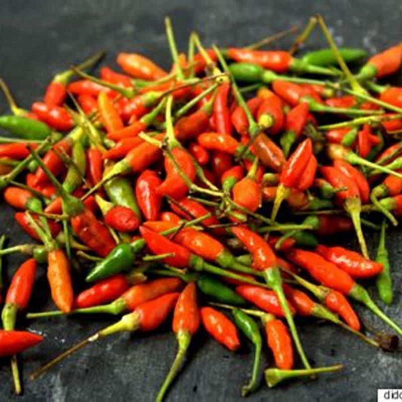 how-do-you-grow-birdseye-chillies-diy-seattle