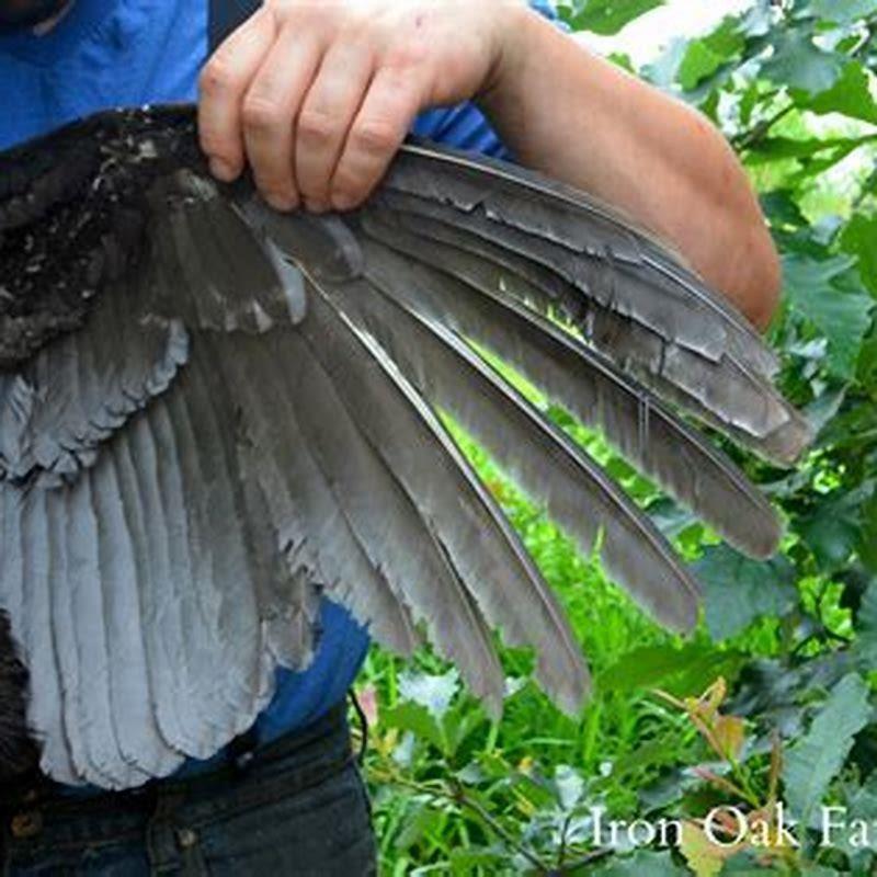 How do you hold a bird to clip its wings?