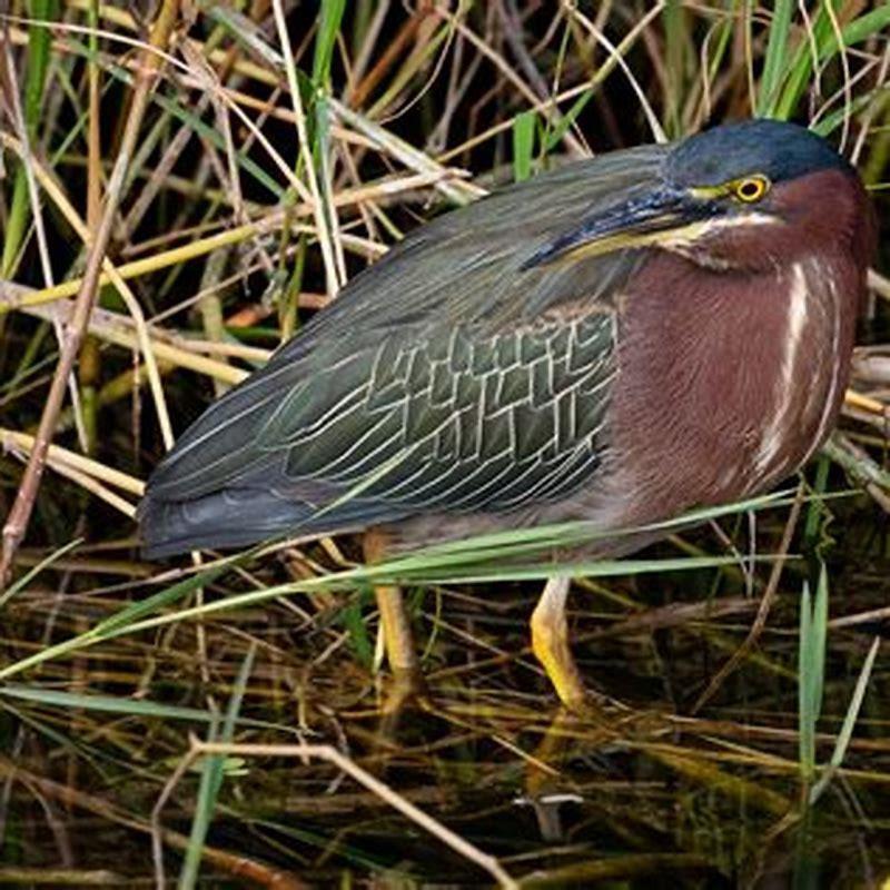 How do you identify a Green Heron?