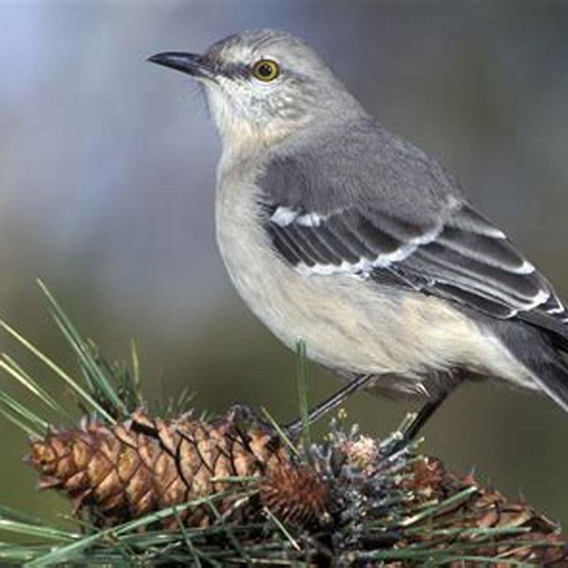 How do you identify a northern mockingbird?