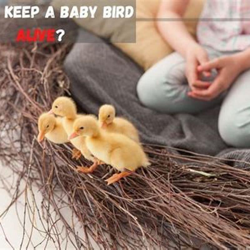 How do you keep a baby bird alive?