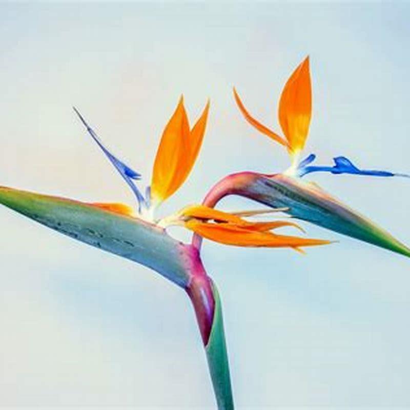How do you keep bird of paradise leaves from curling?