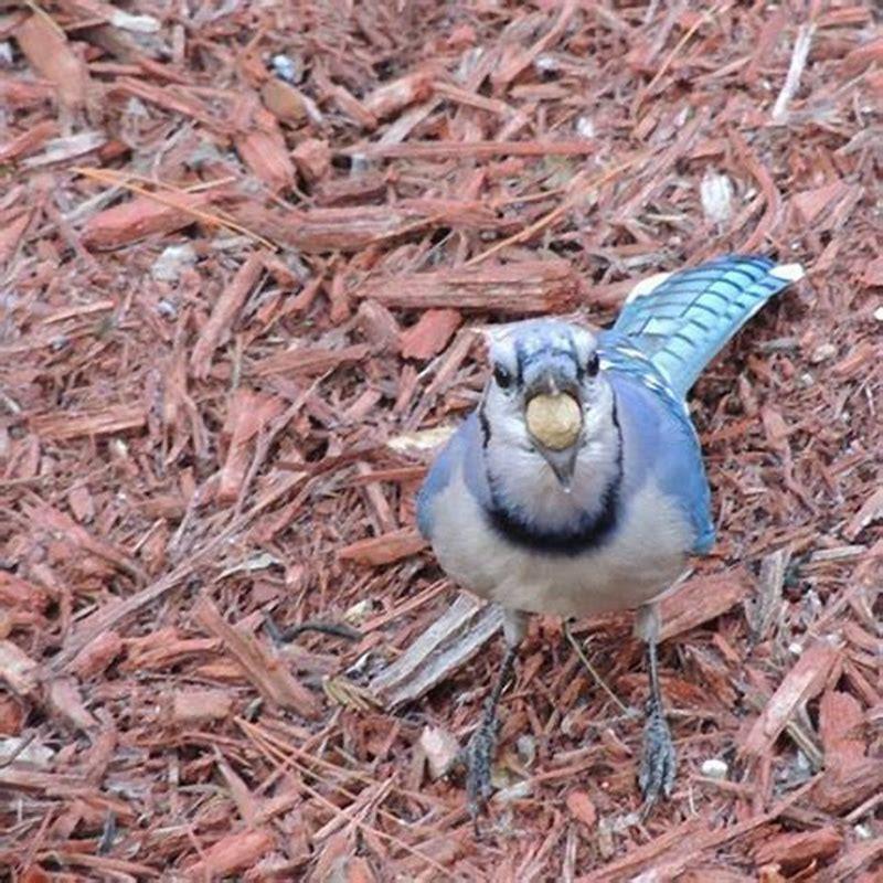How do you keep birds quiet outside?