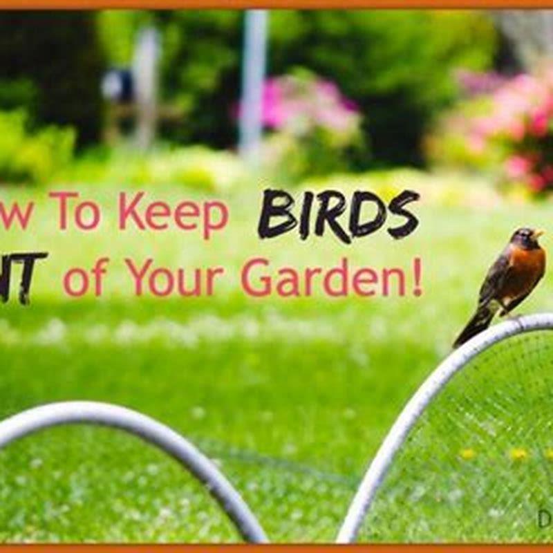 How do you keep finches away from sunflowers? - DIY Seattle