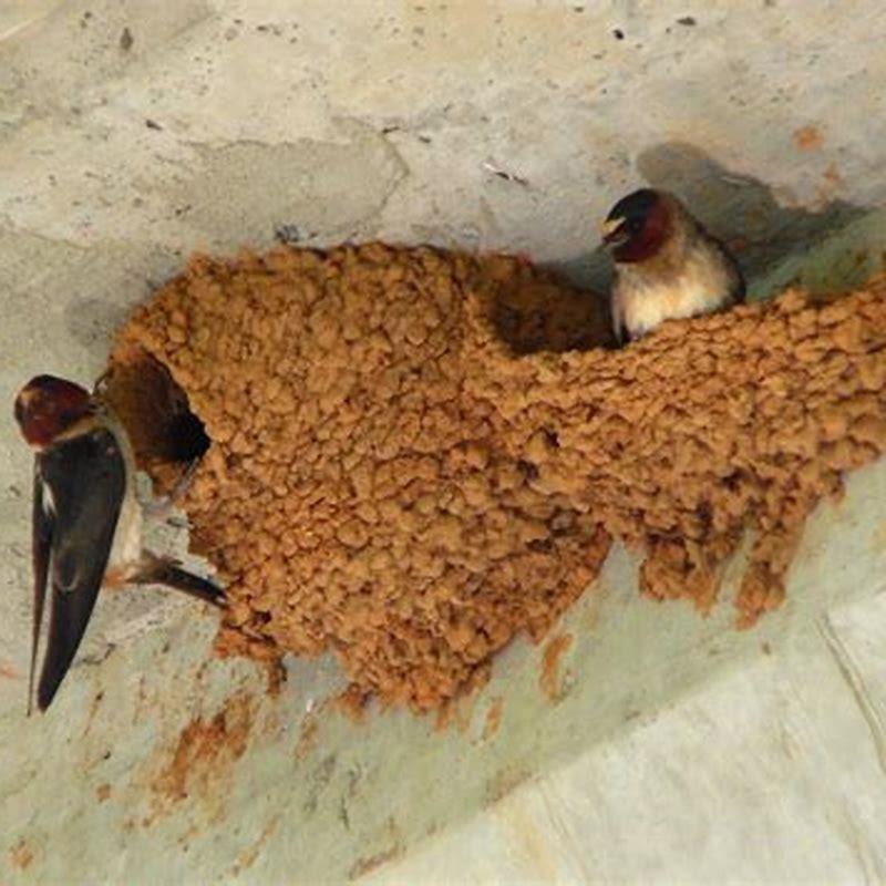 How do you keep swallows away from your house? - DIY Seattle