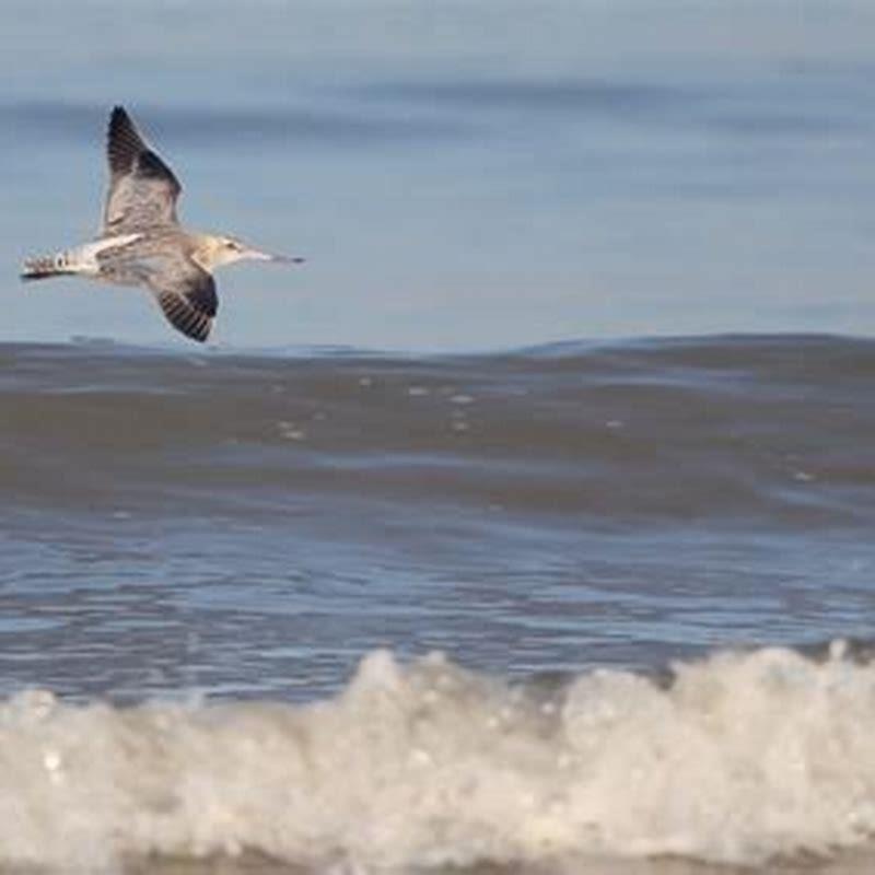 How do you know if you are a godwit?
