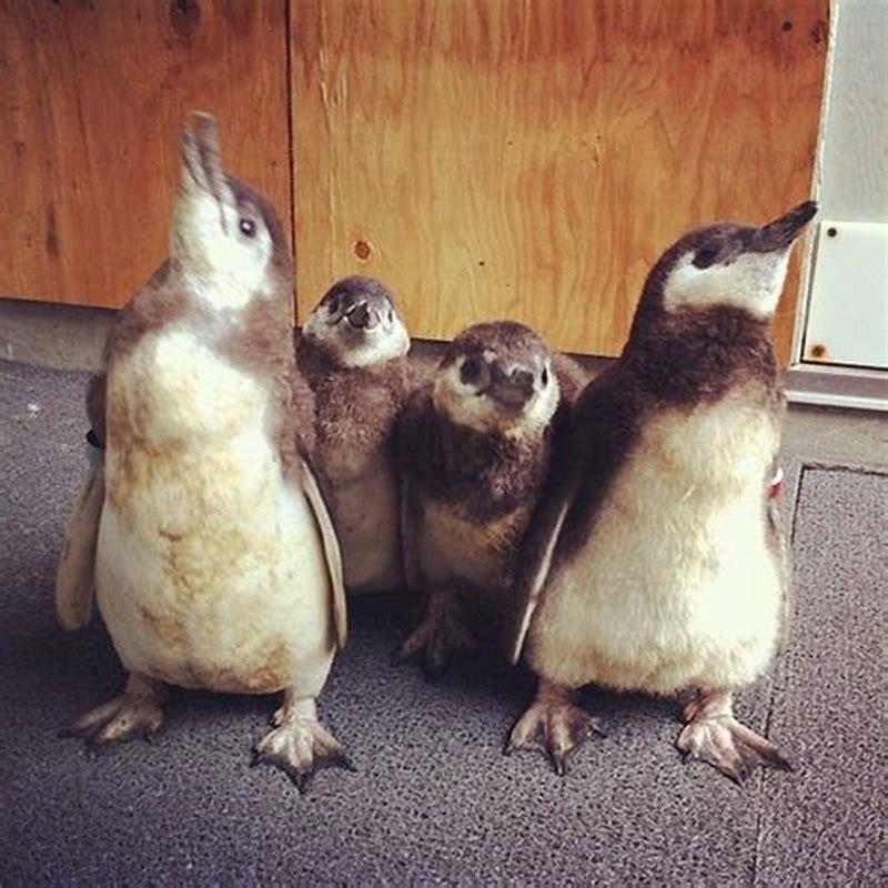 How do you know that a penguin is a bird?