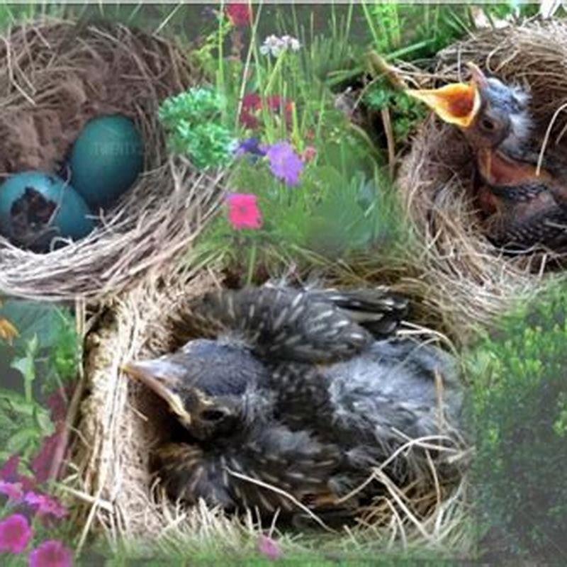 How Do You Know When Baby Birds Are Ready To Leave The Nest 