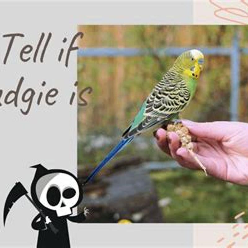 How do you know your lovebird is dying?