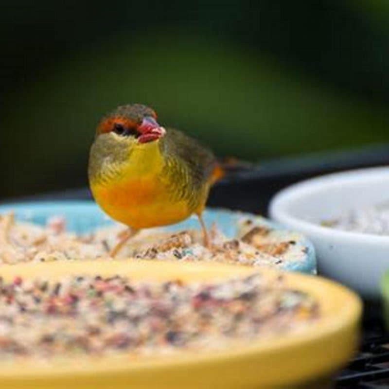 How do you maintain birds of paradise?