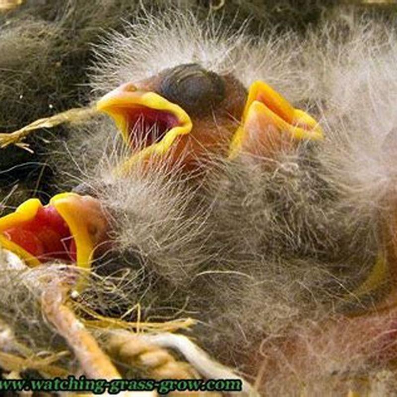 How do you make baby finch food?