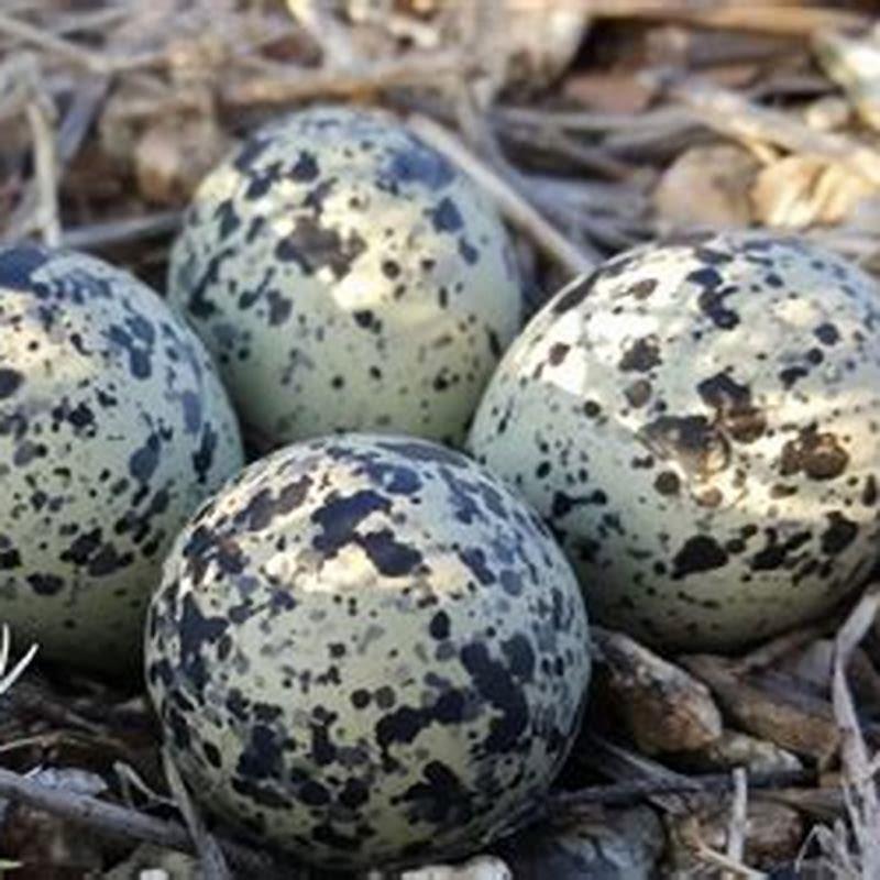 how-long-does-it-take-for-bird-eggs-to-hatch-birds-tracker