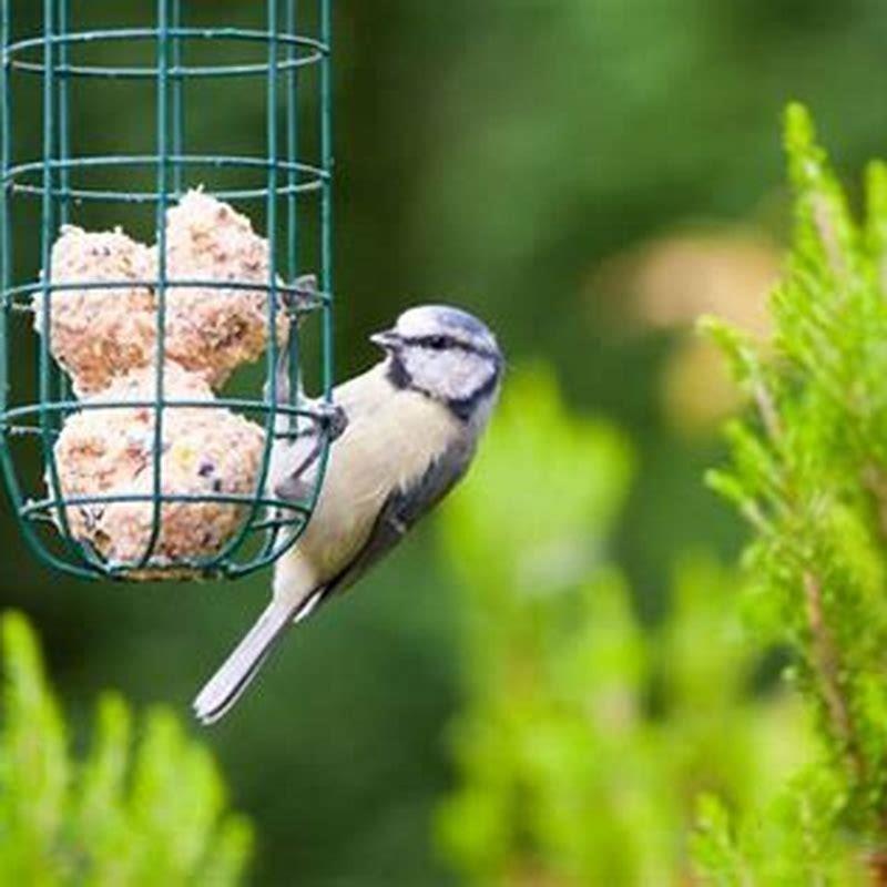 How do you make suet balls for birds?