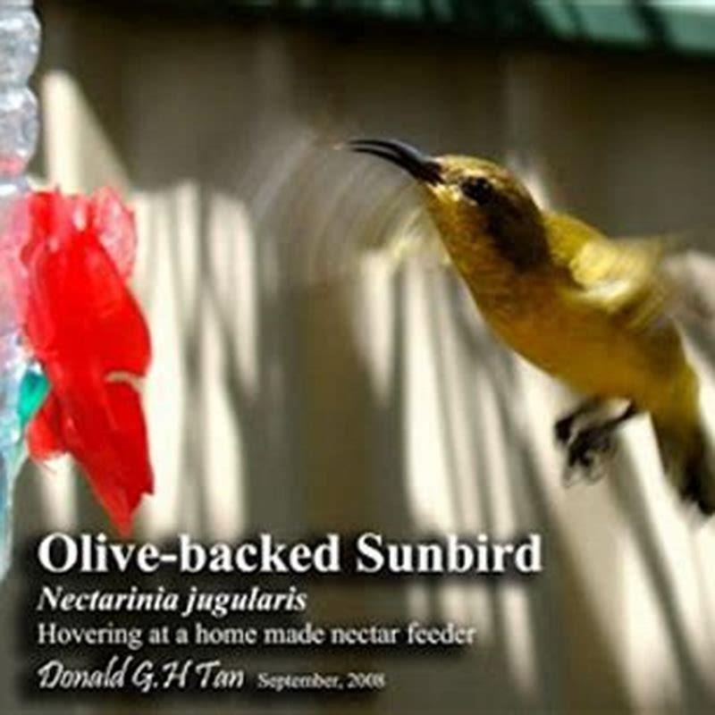 How Do You Make Sugar Water For Sunbirds 