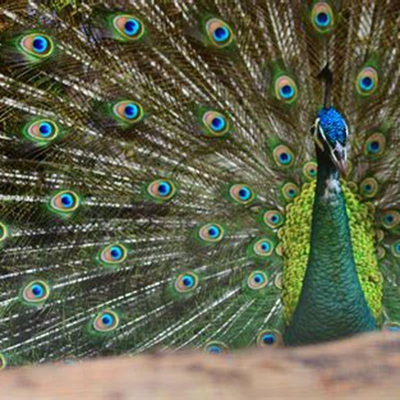 How do you photograph wild birds?