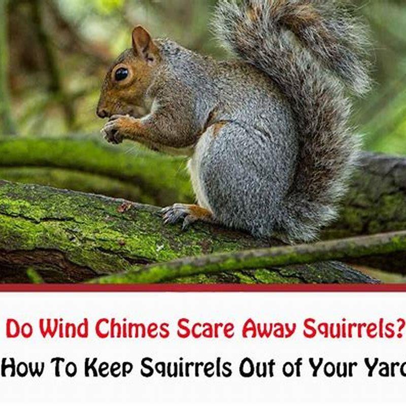 How do you scare squirrels away but not birds? - DIY Seattle