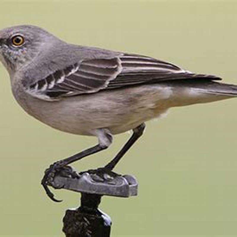 How do you shut up a mockingbird at night?