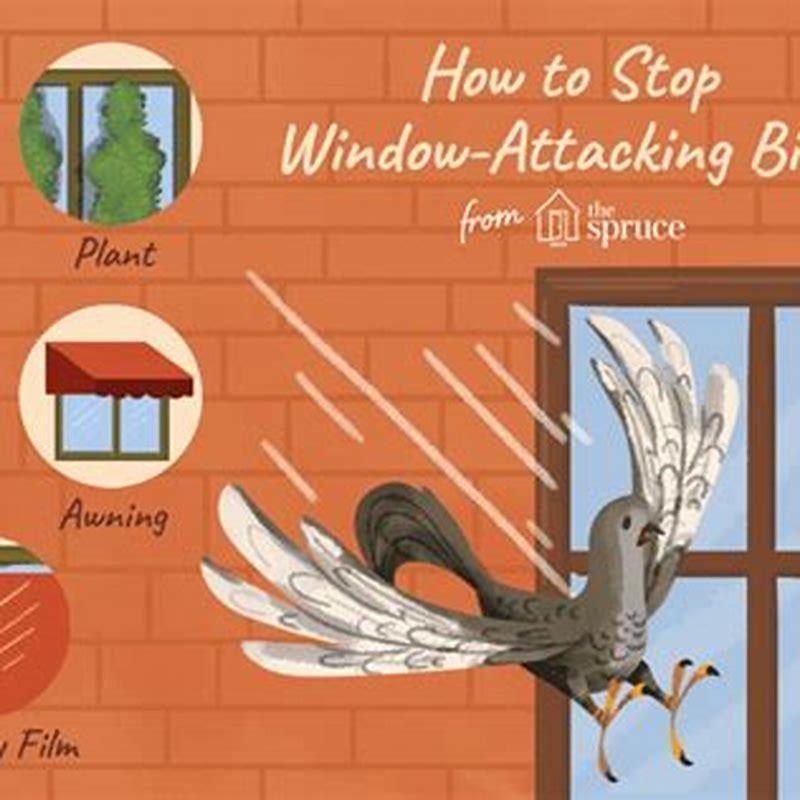 how-do-you-stop-a-bird-from-attacking-you-diy-seattle