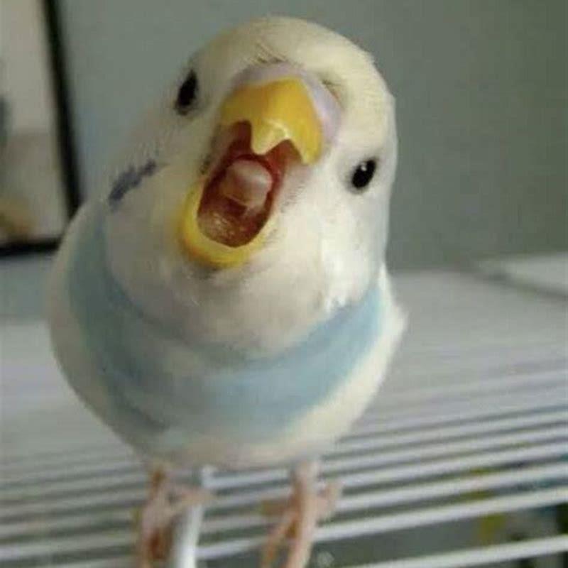 How do you stop a bird from screaming?