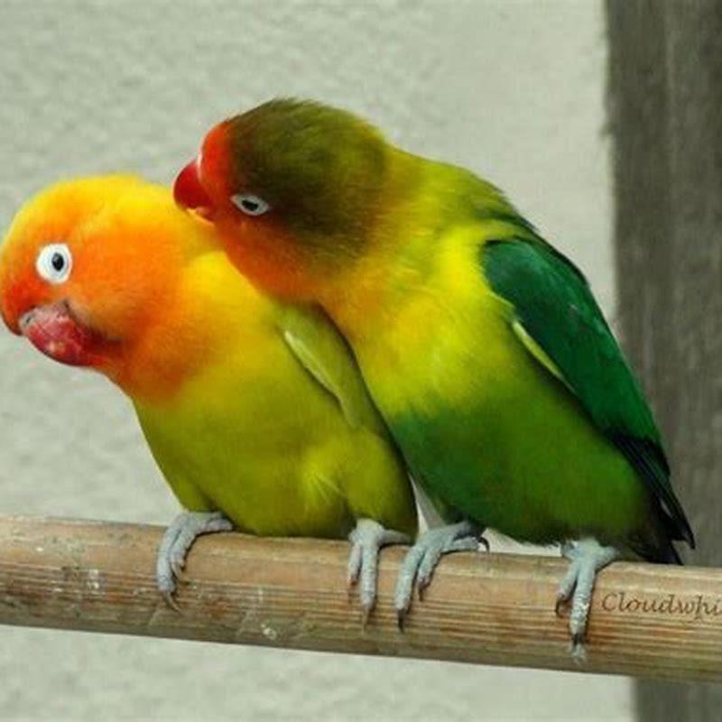 How do you take care of a lovebird at home?