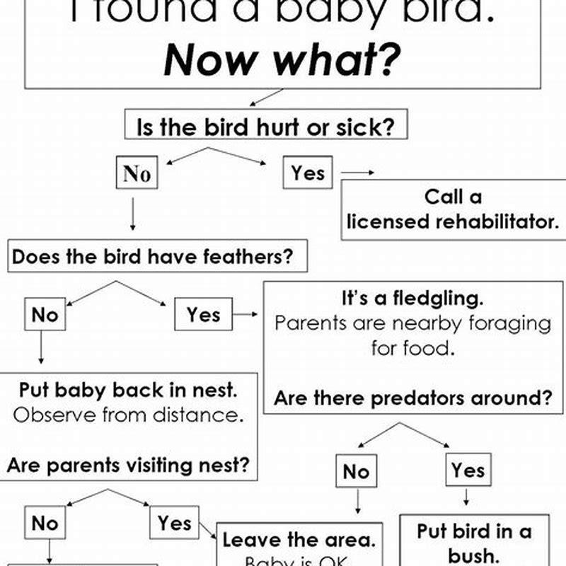 how-do-you-take-care-of-a-wild-baby-bird-diy-seattle