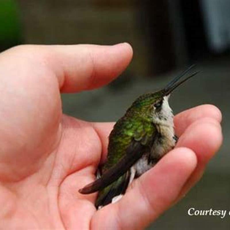 How do you take care of an abandoned baby hummingbird?