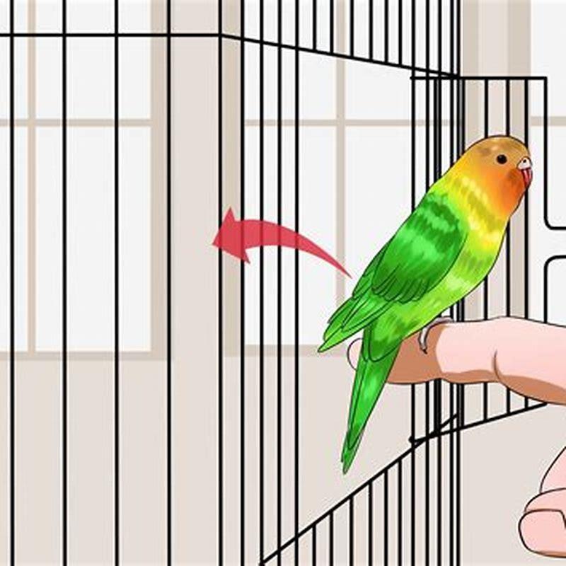 How do you tame a bird?