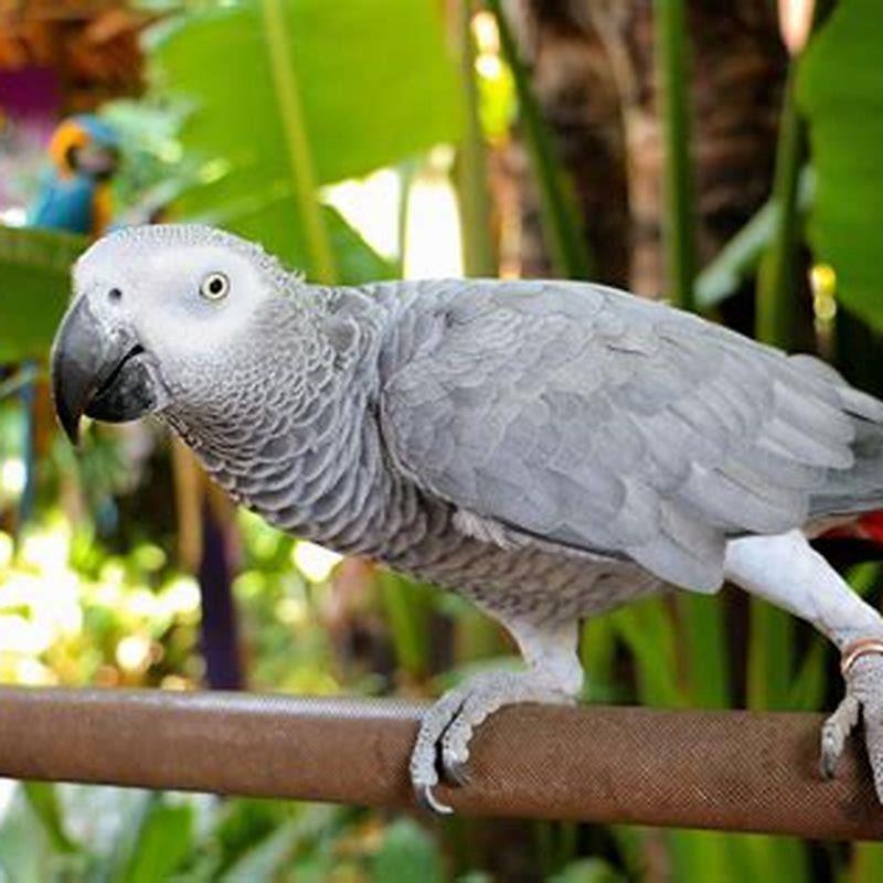 How do you teach an African grey to talk?