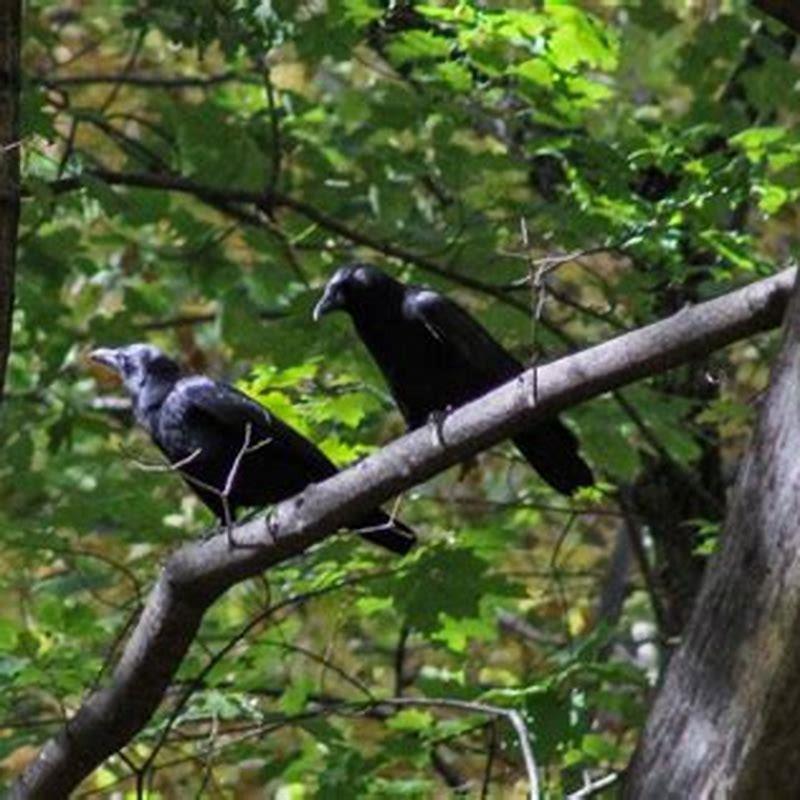 How do you tell if a bird is a crow?